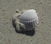 16th Jul 2021 - Shell , had a lovely day at the beach and I enjoy beach combing