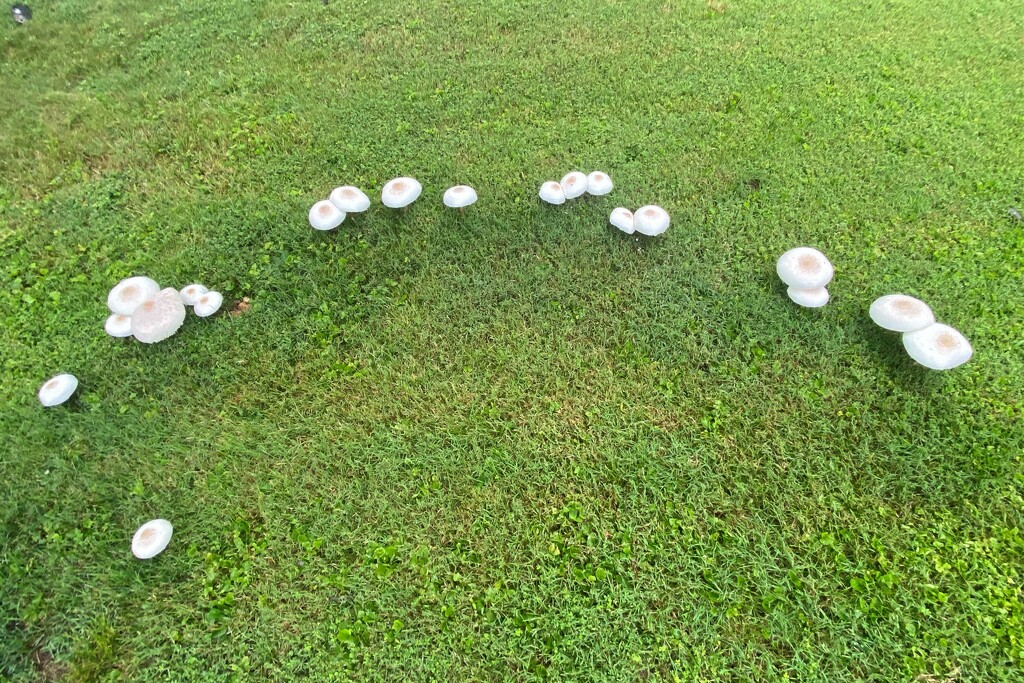 A fairy ring -- almost by tunia