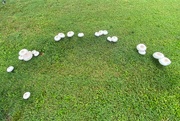 16th Jul 2021 - A fairy ring -- almost
