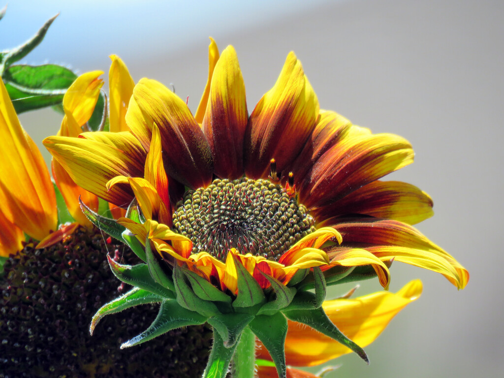 Sunflower, cont. by seattlite