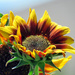 Sunflower, cont. by seattlite