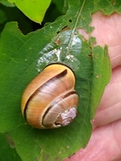 16th Jul 2021 - The snail was so heavy it needed support