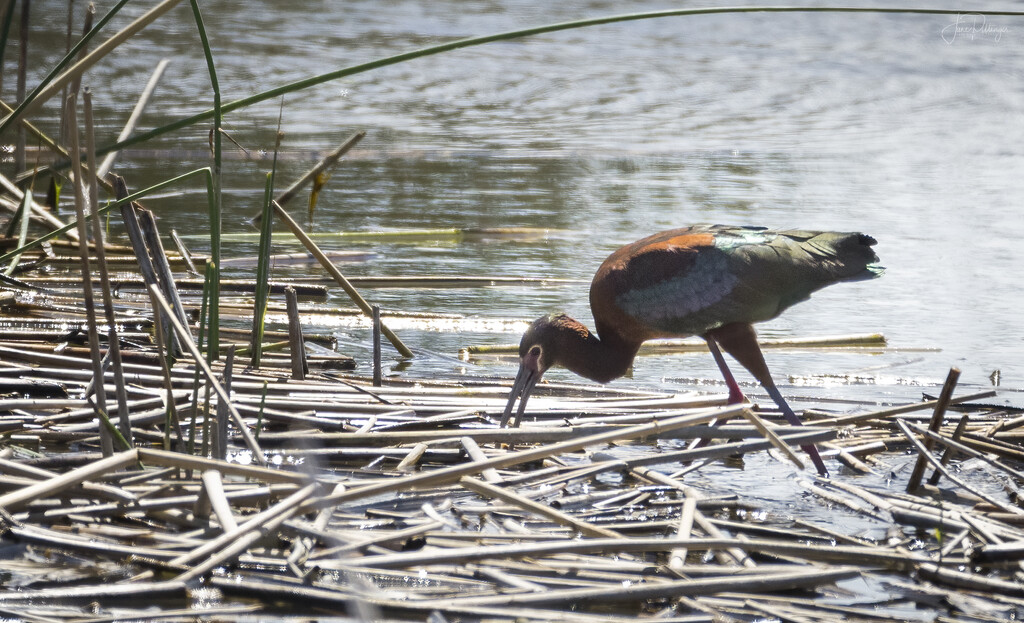 White Faced Ibis by jgpittenger