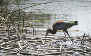 20th May 2021 - White Faced Ibis