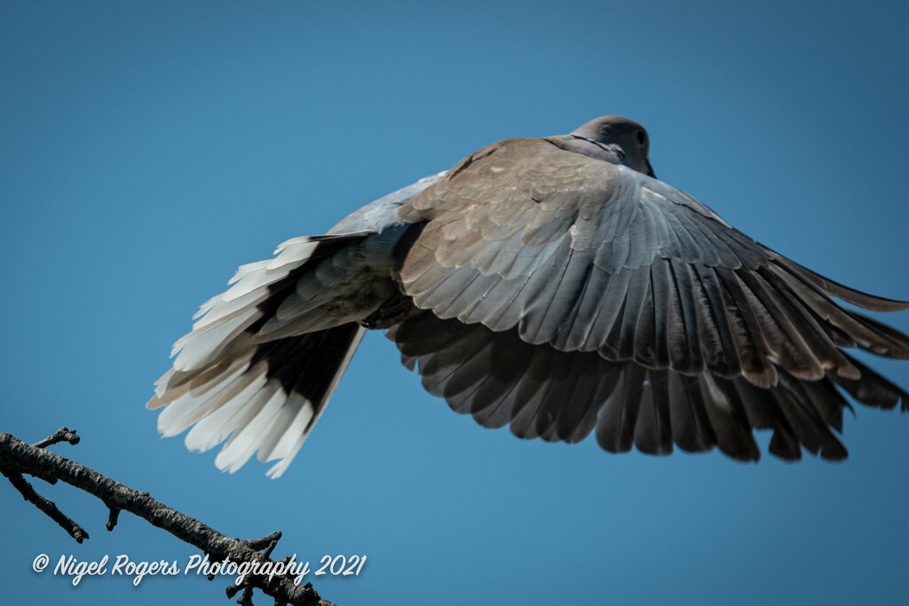 Pigeon taking off by nigelrogers