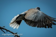 16th Jul 2021 - Pigeon taking off