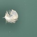 There was a feather by bill_gk