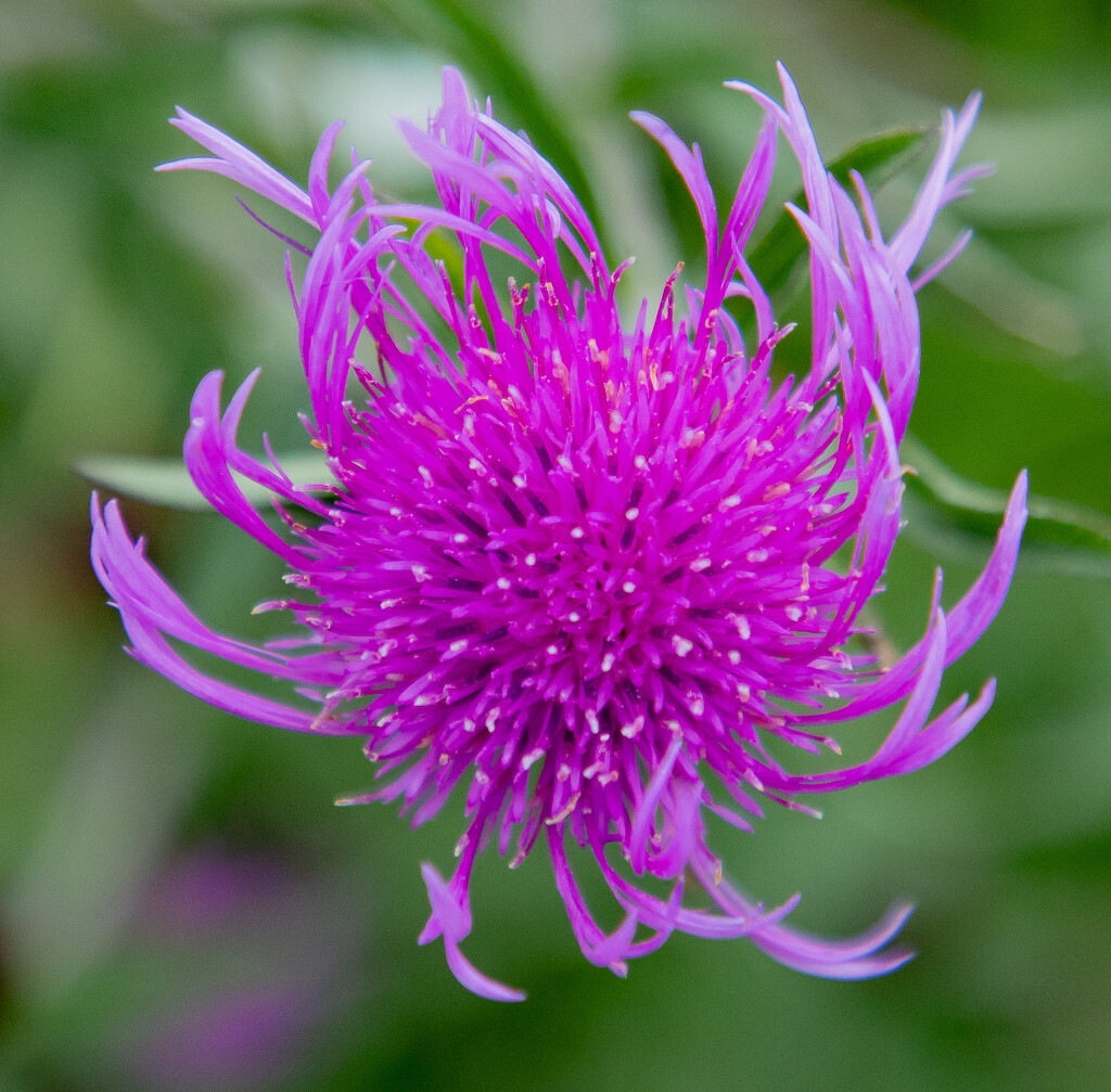 Knapweed by lifeat60degrees