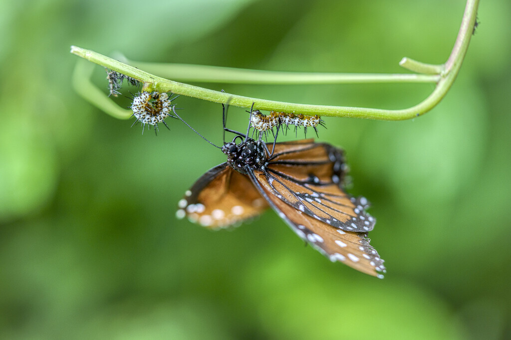 Monarch Invader by k9photo