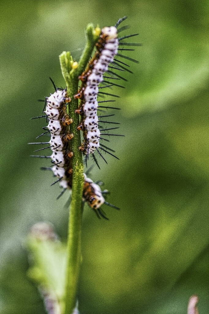Zebra Longwing Caterpillars by k9photo
