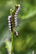 16th Jul 2021 - Zebra Longwing Caterpillars