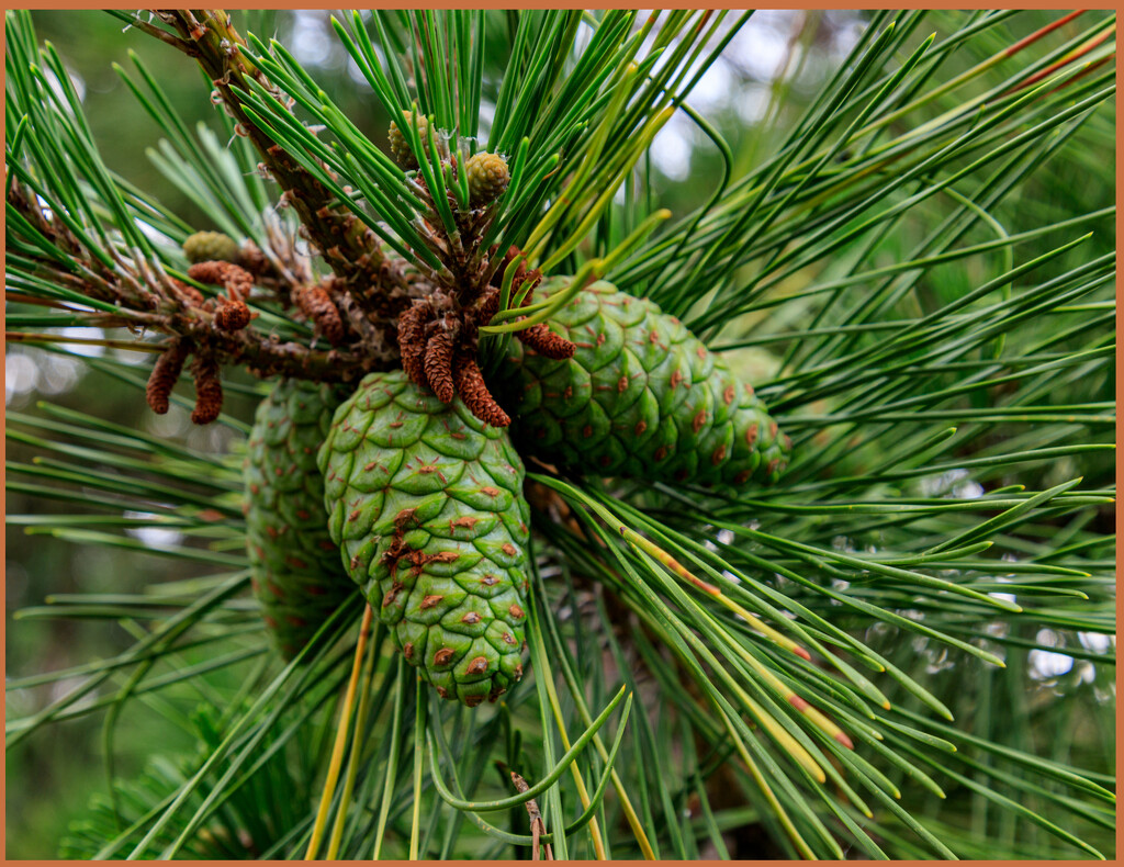 New Pine Cones by hjbenson
