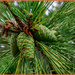 New Pine Cones by hjbenson