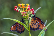 16th Jul 2021 - Queen Monarchs & Caterpillar