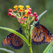 Queen Monarchs & Caterpillar by kvphoto