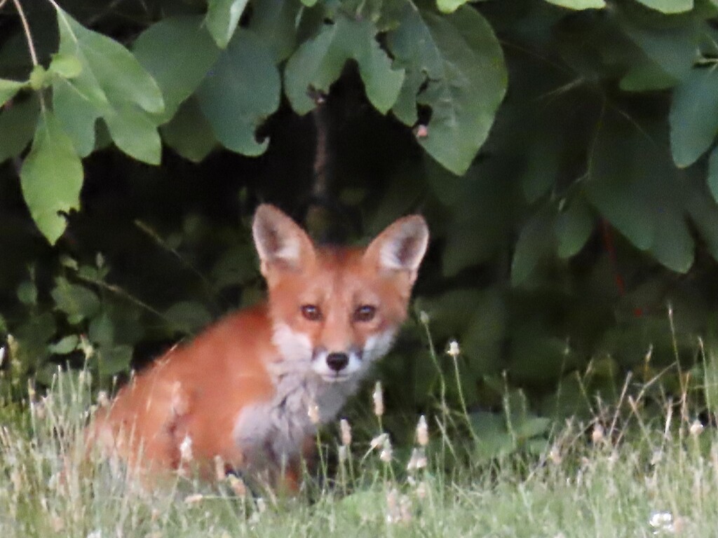 Peekaboo  by kimhearn