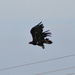 Un-IDed Hawk on Route 140, NV by stephomy