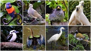 17th Jul 2021 -  A Few Of My Bird Photos ~   