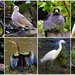  A Few Of My Bird Photos ~    by happysnaps