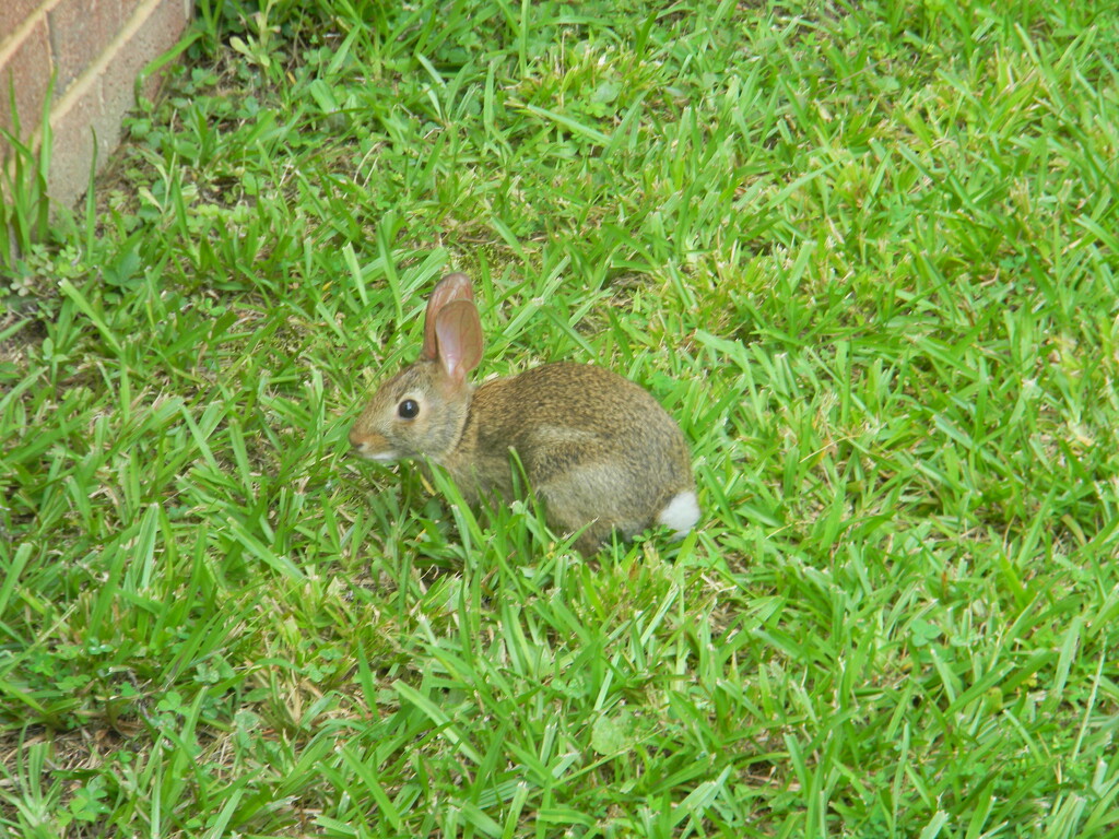 Bunny in Side of Yard by sfeldphotos
