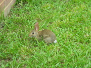 16th Jul 2021 - Bunny in Side of Yard