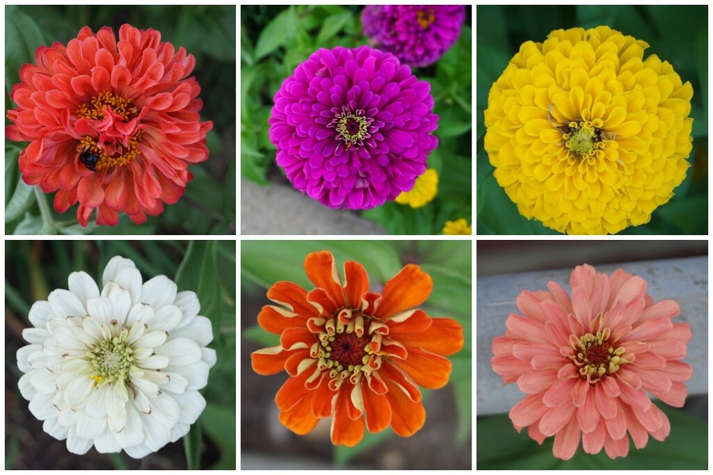 Zinnias — The Last Word in Flowers by allie912