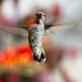 Anna's Hummingbird by mitchell304