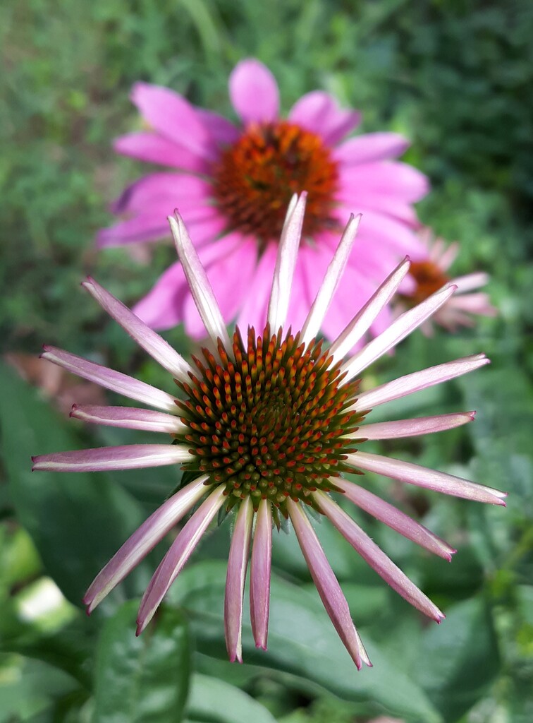 Cone Flowers by julie