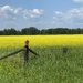 Canola fields  by radiogirl