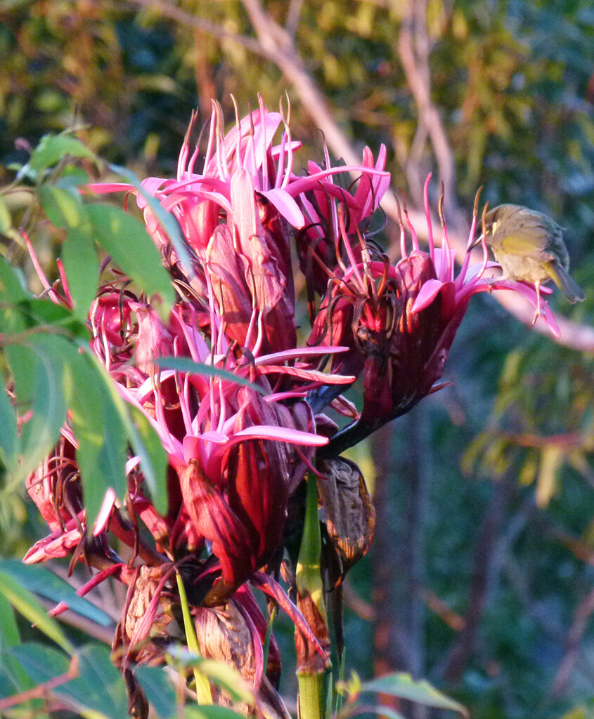 Gymea Lily and Lewin's Honeyeater  by onewing