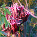 Gymea Lily and Lewin's Honeyeater  by onewing