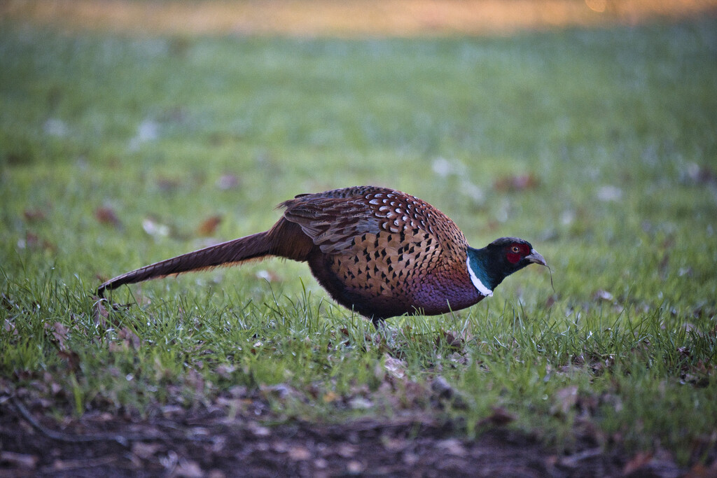 Pheasant in Cornwall Park by dkbarnett