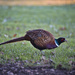 Pheasant in Cornwall Park by dkbarnett