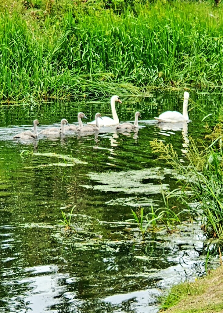 The Swan Family. by teresahodgkinson