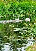 17th Jul 2021 - The Swan Family.