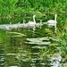 The Swan Family. by teresahodgkinson
