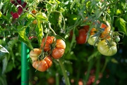 15th Jul 2021 - Tomatoes