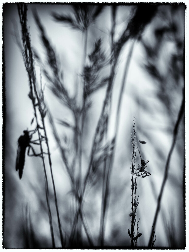 In the evening in the grass b&w by haskar