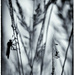In the evening in the grass b&w by haskar