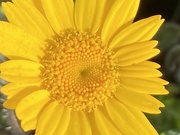 16th Jul 2021 - Yellow Flower 