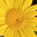 Yellow Flower  by cataylor41