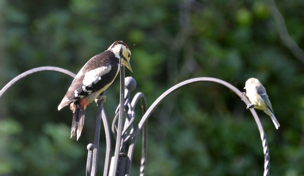 Juvenile Great Spotted Woodpecker by arkensiel