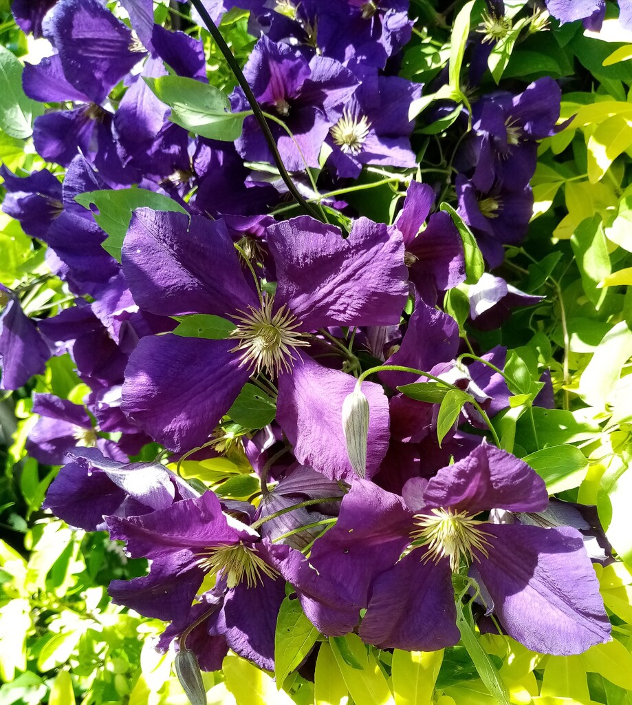 Clematis  by g3xbm