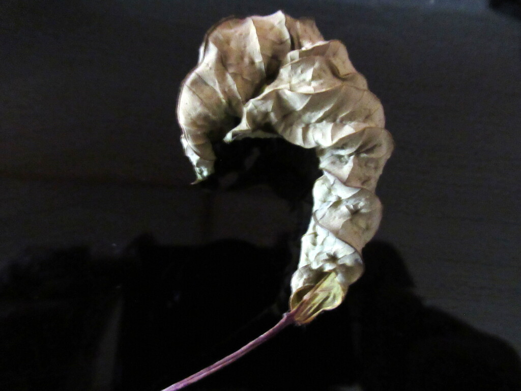 Poinsettia leaf by bruni
