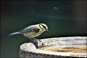 17th Jul 2021 - At the birdbath