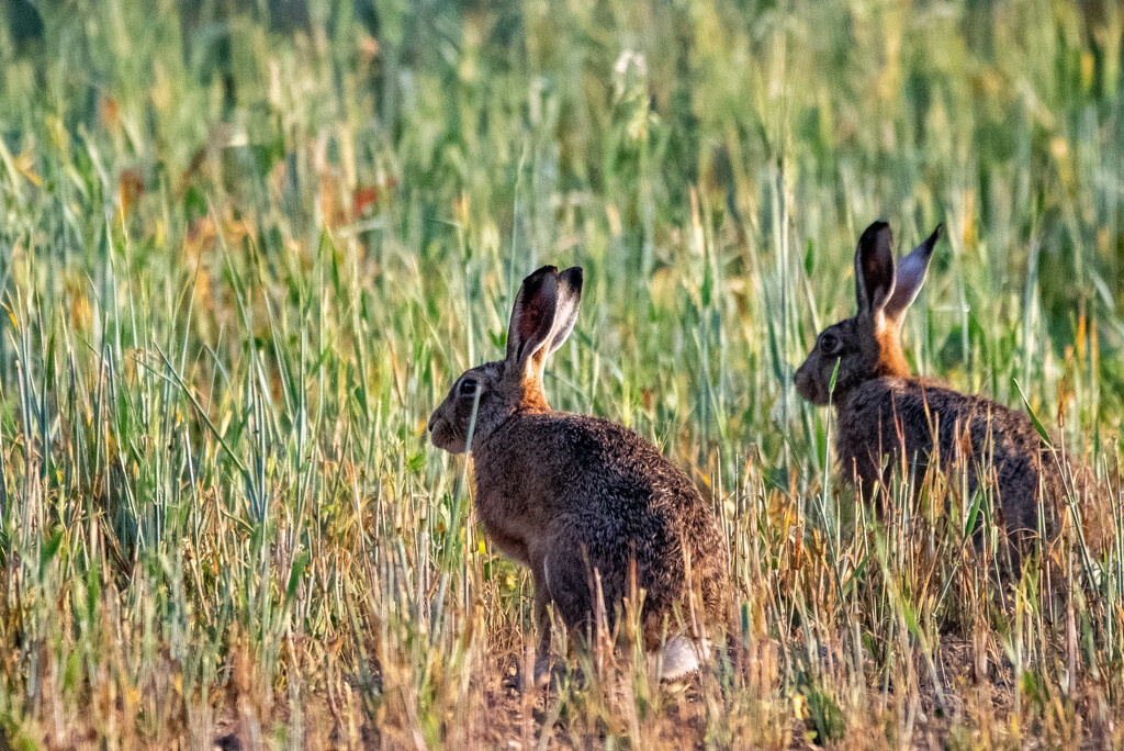 Hares in the crop by stevejacob