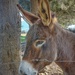 A Donkey  by salza