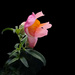 Snapdragon blossom by shutterbug49