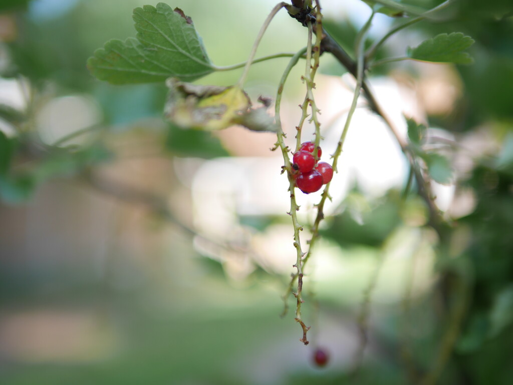 Red Currant by newbank