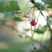 Red Currant by newbank